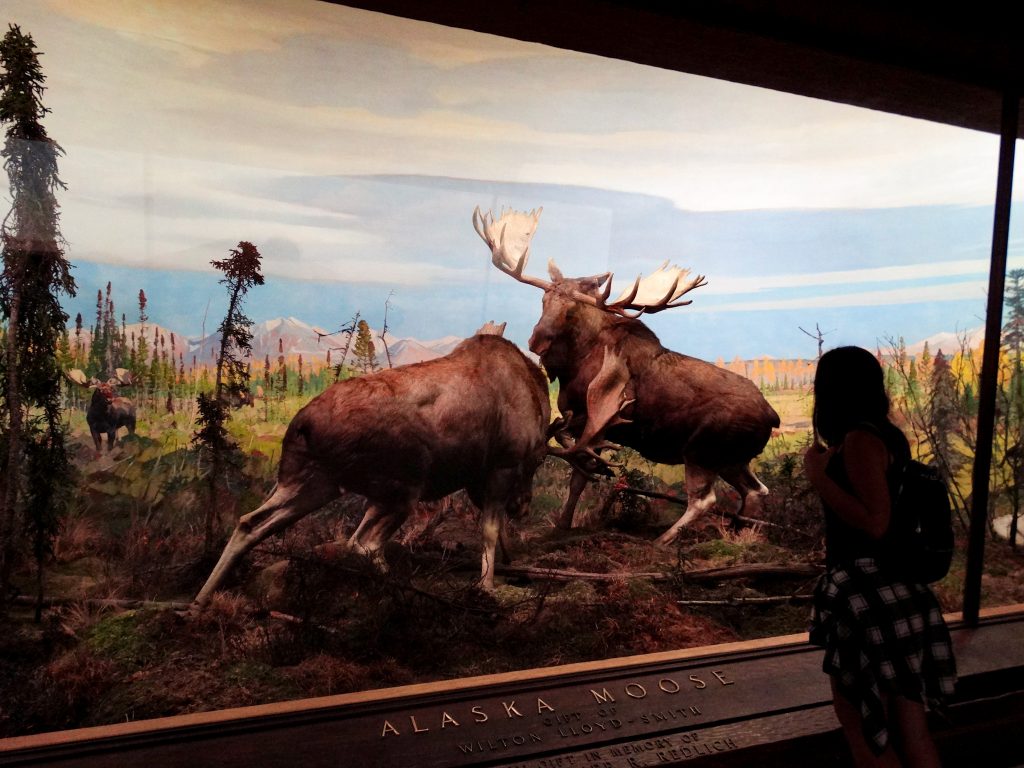 Museo Historial Natural de Nueva York crear itinerarios de viaje